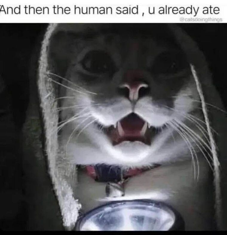 Caption ‘And then the human said, u already ate’
Picture:  white cat wearing hood with torch under chin looking dark and scary