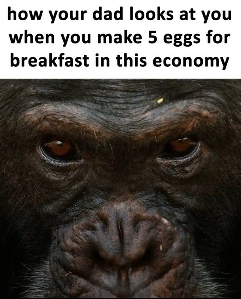 Caption: how your dad looks at you when you make 5 eggs for breakfast in this economy
Picture:close up of chimpanzee’s eyes and nose close up looking intently with an angry look, you can imagine he has his arms crossed. 