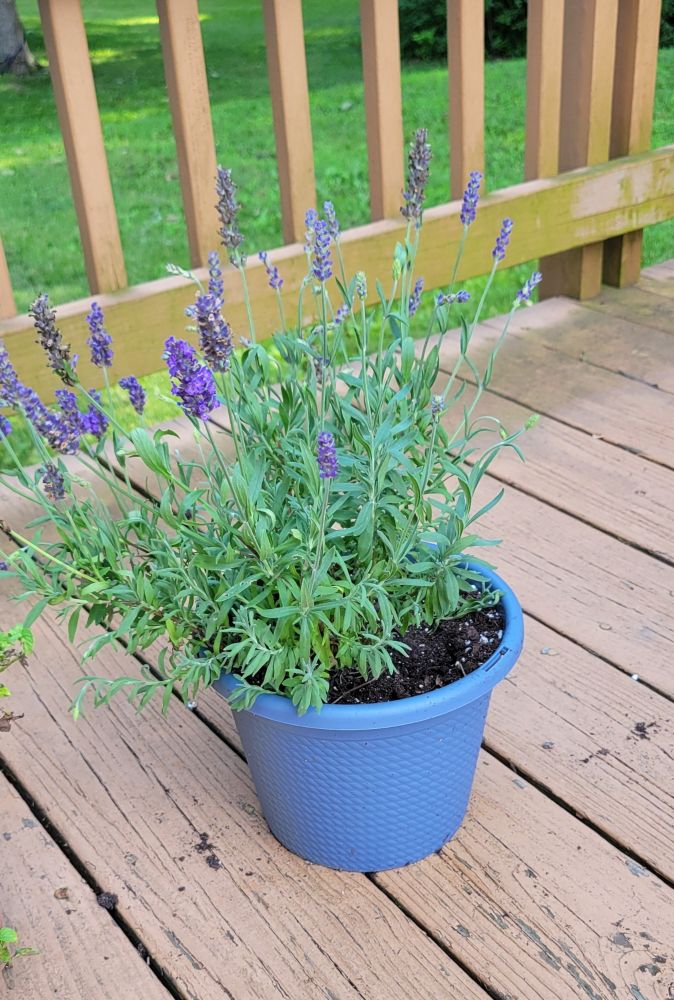 Photo of a flowering lavender plant in a blue pot on wooden deck