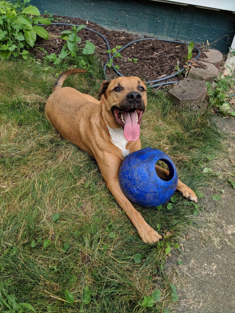 PJ the lab-rottie with his favorite Jolly Ball in our uncharacteristically grassy, but frequently muddy side yard in Ann Arbor 
