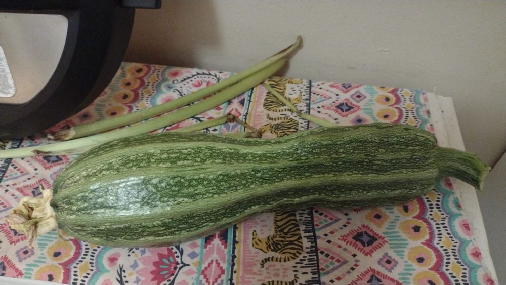 An overgrown zucchini fruit. Un zuchinote.