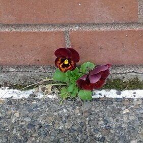 Red and yellow pansy growing through a crack in pavement by a brick building.