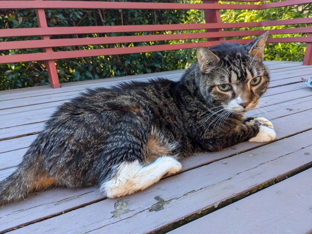 Elderly tabby cat laying on a wooden deck, looking thoughtful.