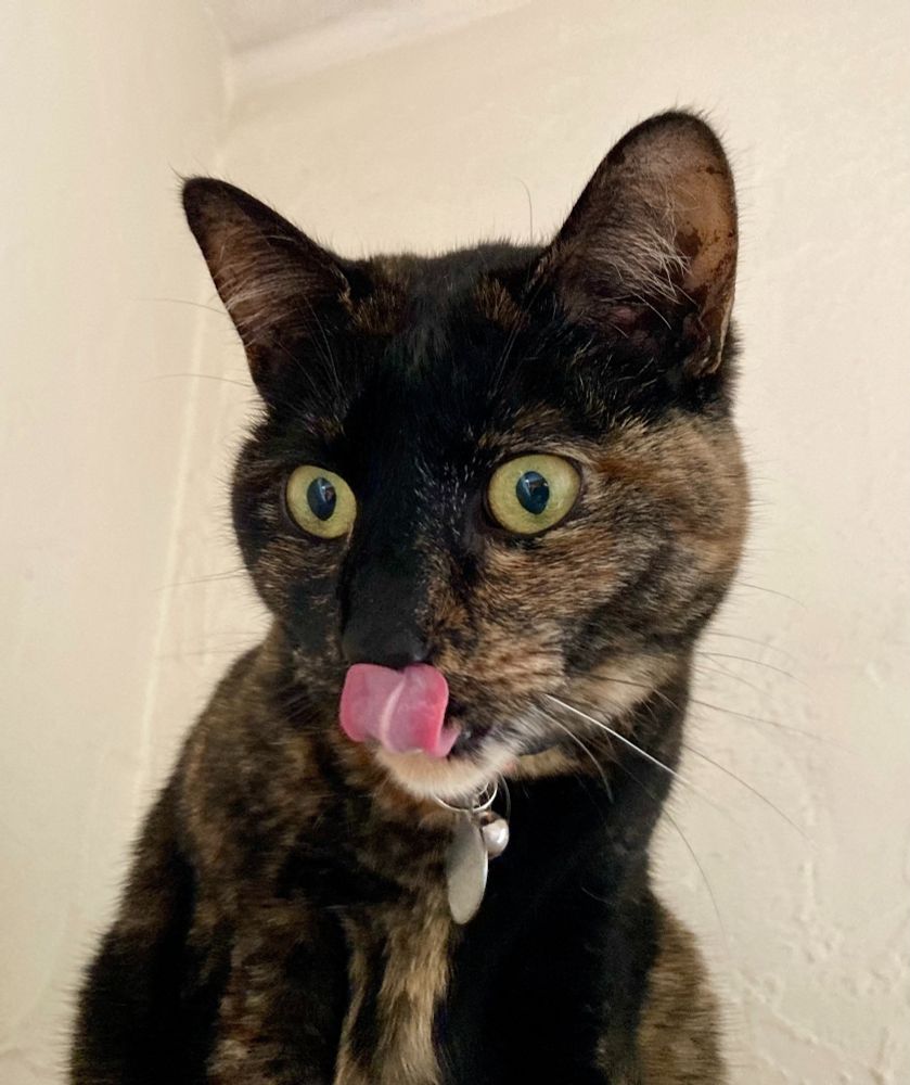 A tortie cat with wide yellow eyes has her tongue curled out and up to her nose. She looks ridiculous.