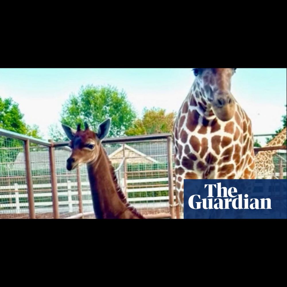 Spotless giraffe, thought to be only one in world, born at Tennessee zoo