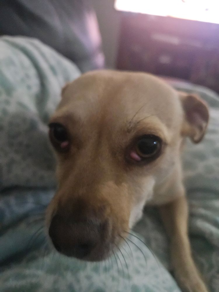 My tan colored Chihuahua mix sitting on my belly an inch away from my face. She's a little clingy.
