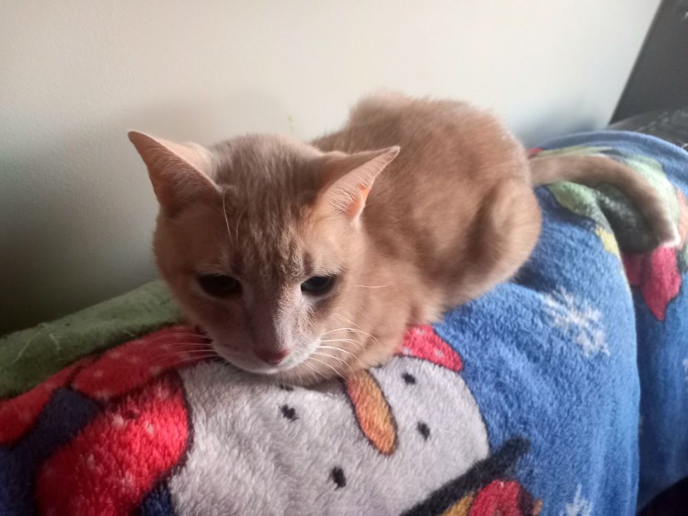 A lightly-golden orange kitty, laid in a loaf with his paws tucked in, laid on a blanket draped over a sofa