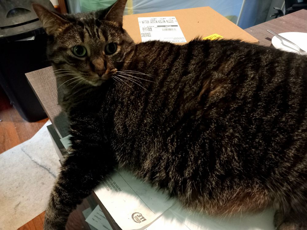 A delightfully large and beautiful tabby cat, laid across a box with papers on top on a desk