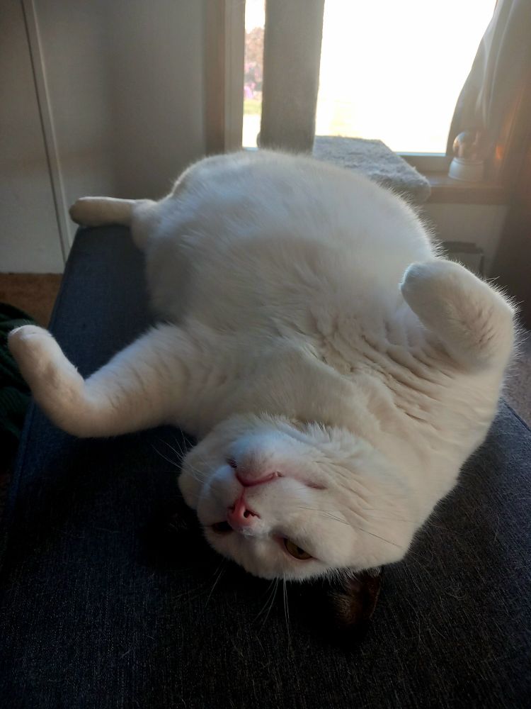 Oreo, the gigachonk, laying on his back