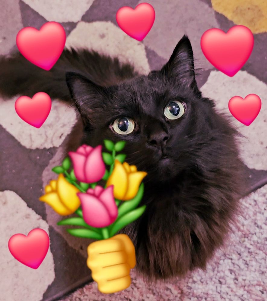 Photo of a fluffy black cat looking up at you. There is an emoji fist holding an emoji bouquet of flowers positions as if the cat is giving you the flowers. There are also emoji hearts floating around the cat. 