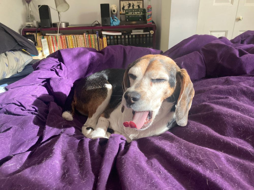 Lola the Beagle waking up and yawning in bed with the morning sun shining on her. 
