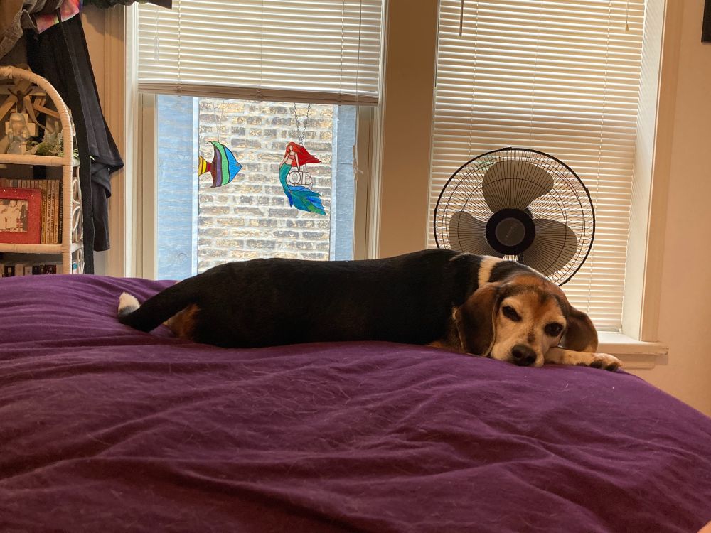 Lola the Beagle stretched out and lying down at the end of the bed. Bedroom window in the background has and stained glass angelfish and a stained glass mermaid with an Ocean Beach (San Diego) logo. 