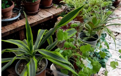 Several potted houseplants with green leaves of various shapes and sizes are arranged on a wooden shelf and a tiled floor, creating a lush, indoor garden scene.



