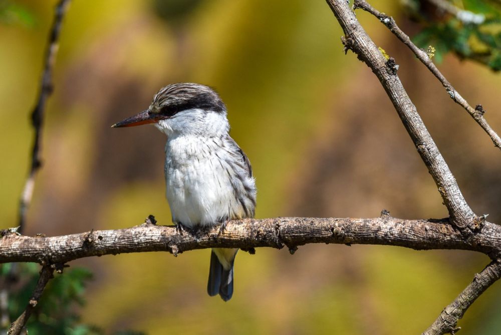 Striped Kingfisher
Stribet Isfugl
Halcyon chelicuti