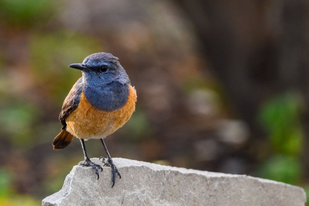 Little Rock-Thrush
Lille Stendrossel
Monticola rufocinereus