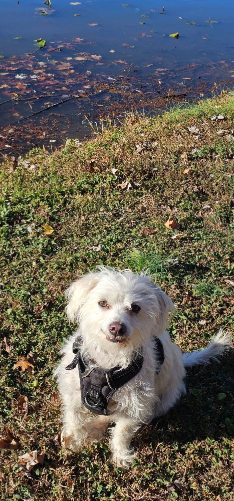 Small white dog next to a pond.
