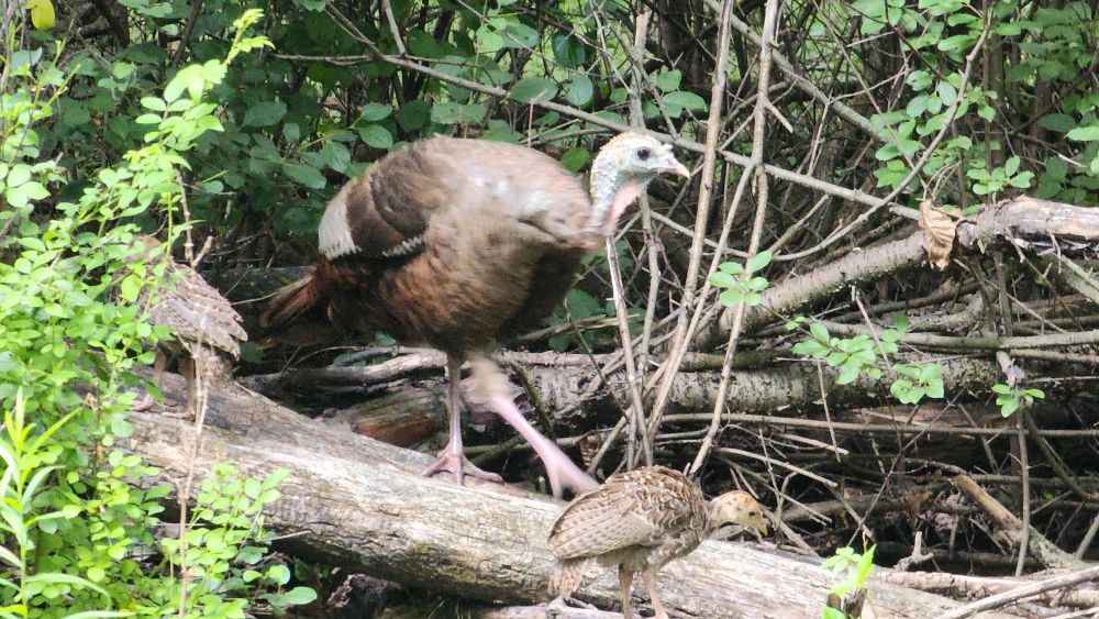Mother turkey and two small poults walking on a log the woods. 