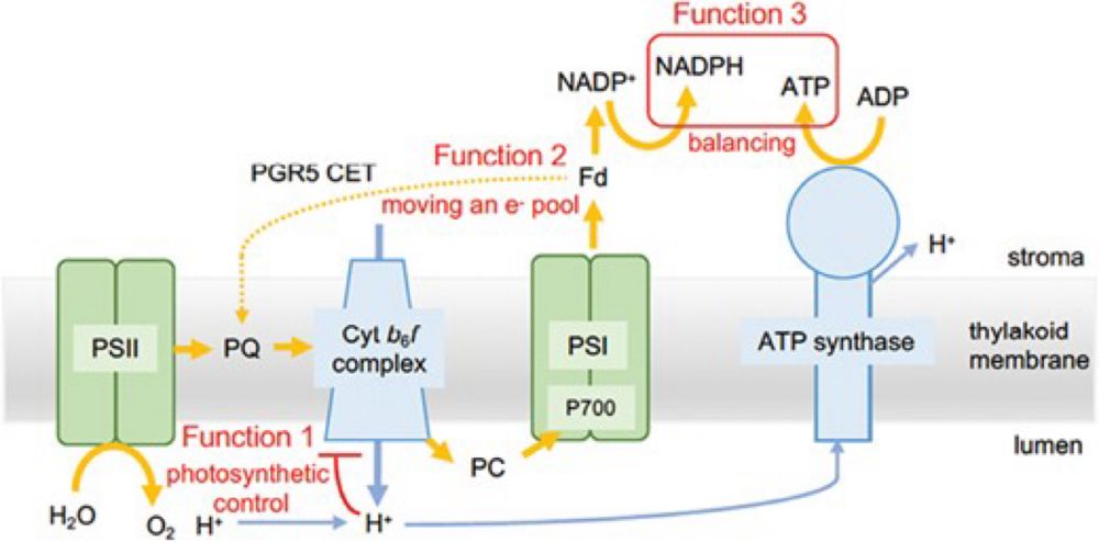 Research on photosynthetic oscillations supports the classical concept of cyclic electron transport ...