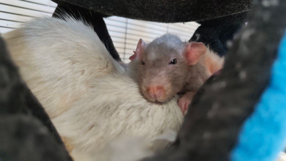 Two rats cuddled in a hammock. The grey one is looking at the camera all sleepy
