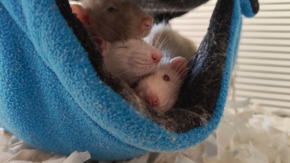 Three rats stacked on top of each other, cuddling in a hammock. The bottom one is looking into the camera with his red eyes, the middle is missing an eye and the top one is grey and looking off to the side. #ColinRat #LaszloRat #DanielRat