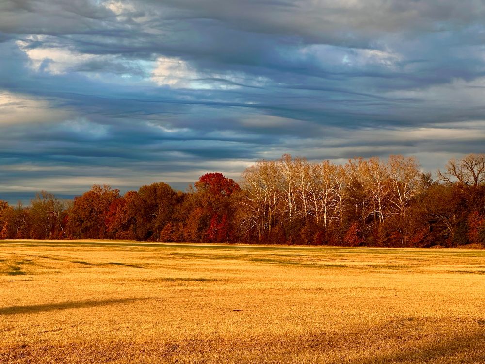 Photo of a golden field lined by fall trees underneath a wavy, gray/blue sky with the sun shining onto the landscape