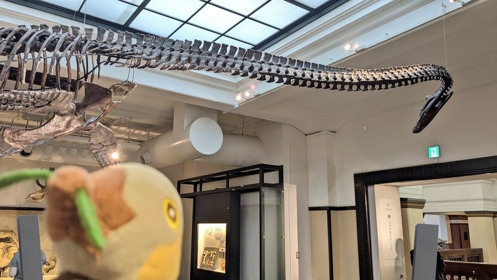 日本館三階にあるフタバスズキリュウの骨格標本。
手前にポケモンのナエトルのぬいぐるみがそれをみあげるように映っている