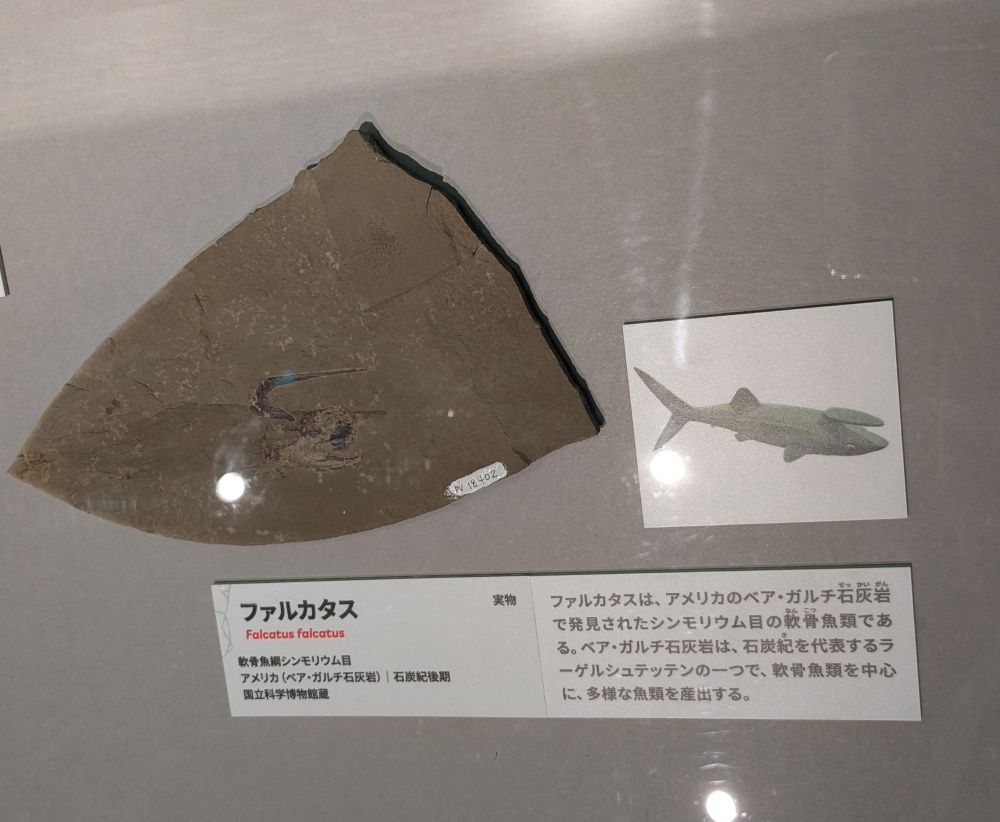 ファルカタスの実物化石と復元図。

ファルカタスは、アメリカのベア・ガルチ石炭 で発見されたシンモリウム目の軟骨魚類である。ベア・ガルチ石灰岩は、石炭紀を代表するラーゲルシュテッテンの一つで、軟骨魚類を中心に、多様な魚類を産出する。

と書かれている。