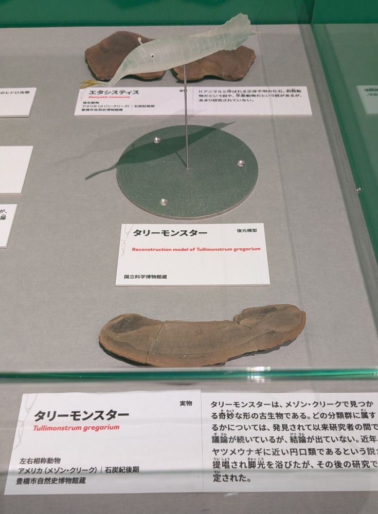 タリーモンスター。透明でプルプルしてそうな不思議ボディ

実物
タリーモンスター

Tullimonstrum gregarium

左右相称動物
アメリカ (メゾン・クリーク) 石炭紀後期
豊橋市自然史博物館蔵

タリーモンスターは、メゾン・クリークで見つかる奇妙な形の古生物である。どの分類群に属するかについては、発見されて以来研究者の間で議論が続いているが、結論が出ていない。近年 ヤツメウナギに近い円口類であるという説が提唱され脚光を浴びたが、その後の研究で否定された。

と書かれている。