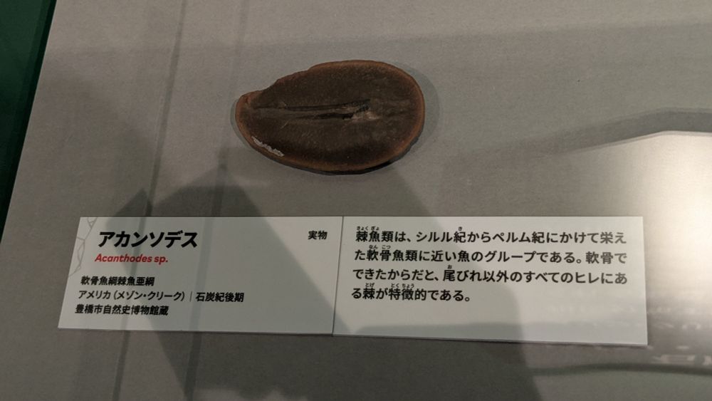 アカンソデスの化石。
棘魚類（きょくぎょるい）は、シルル紀からペルム紀にかけて栄えた軟骨魚類に近い魚のグループである。軟骨でできたからだと、尾びれ以外のすべてのヒレにある棘が特徴的である。
と書かれている。