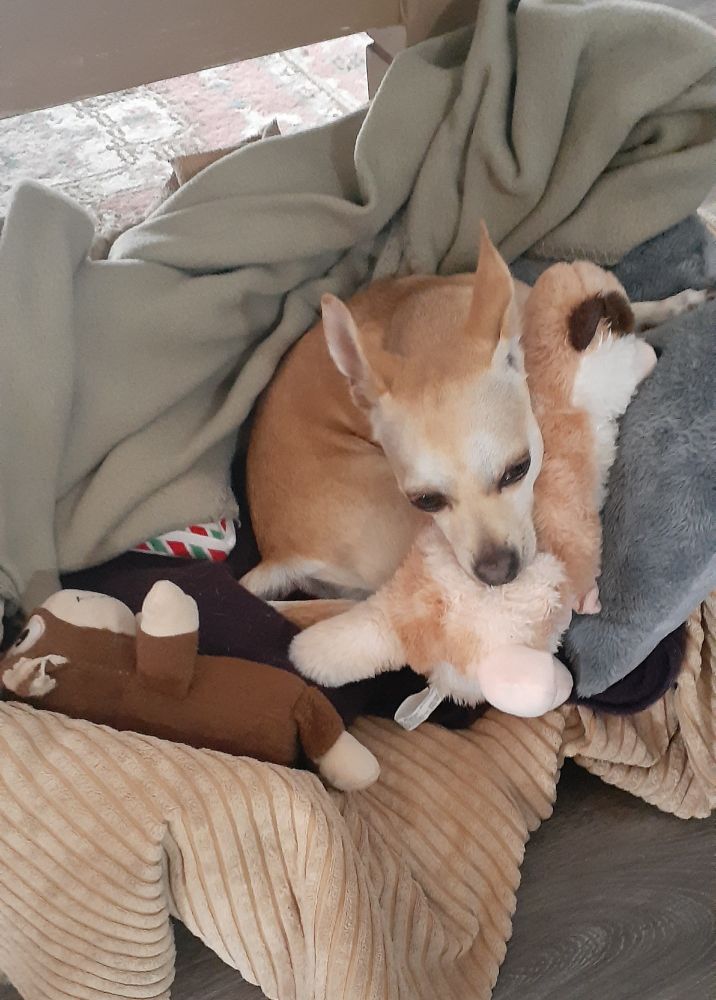 Floyd snuggling his meerkat in his bed with his monkey close by