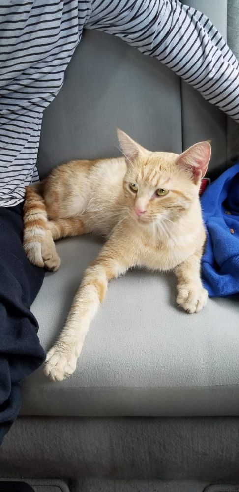 Elbow when we first found him in 2020. Estimated 1 year old, very skinny, very light colored fur