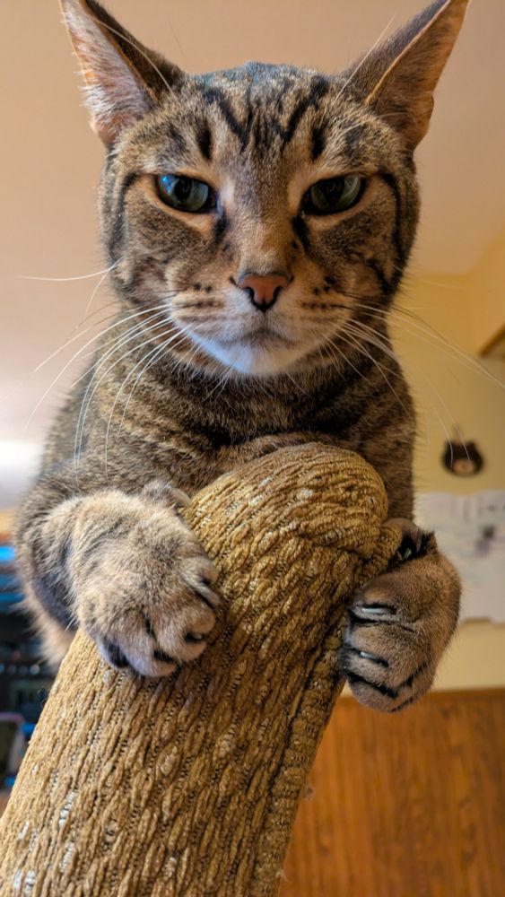 Closer shot of brown and grey and black tabby cat Baron draped over the back of a chair, claws grippin