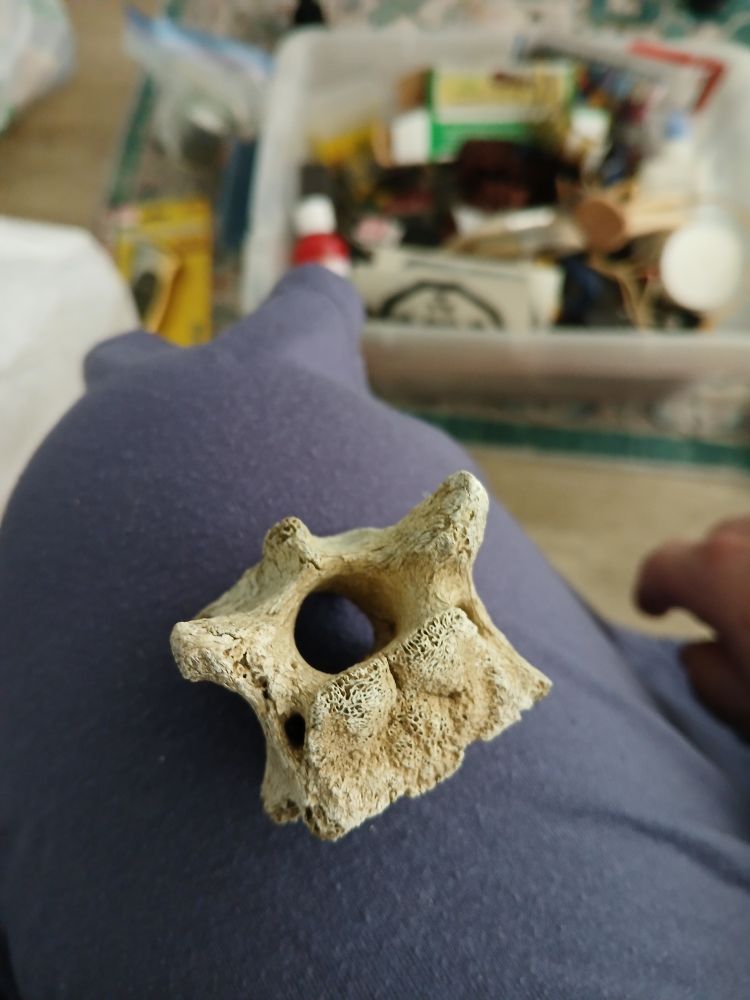 A vertebrae of a probably not human sitting on Karla's knee. Definitely not human!