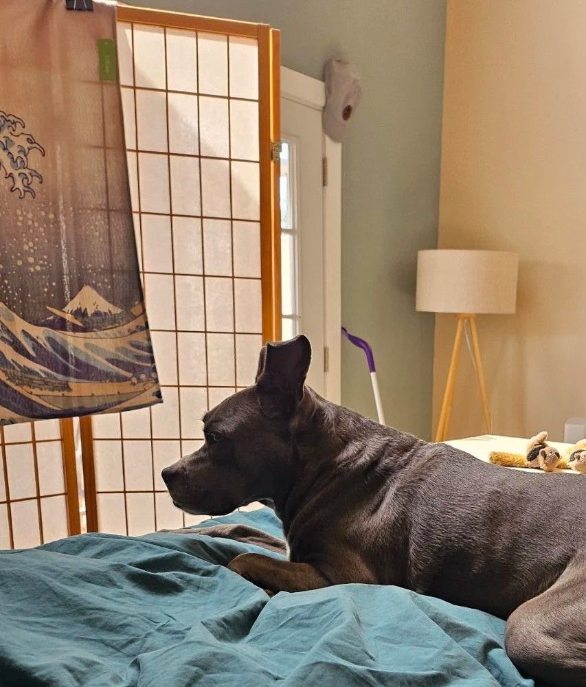 A beautiful staffie with RIDICULOUS ears sitting on a bed in front of a shoji screen