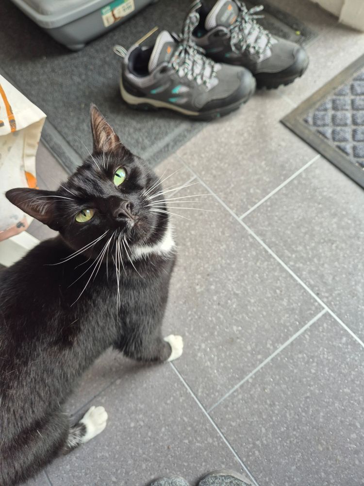 A tuxedo cat looking up at the camera. Beautiful 