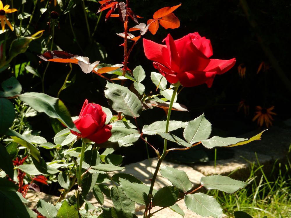Comment image