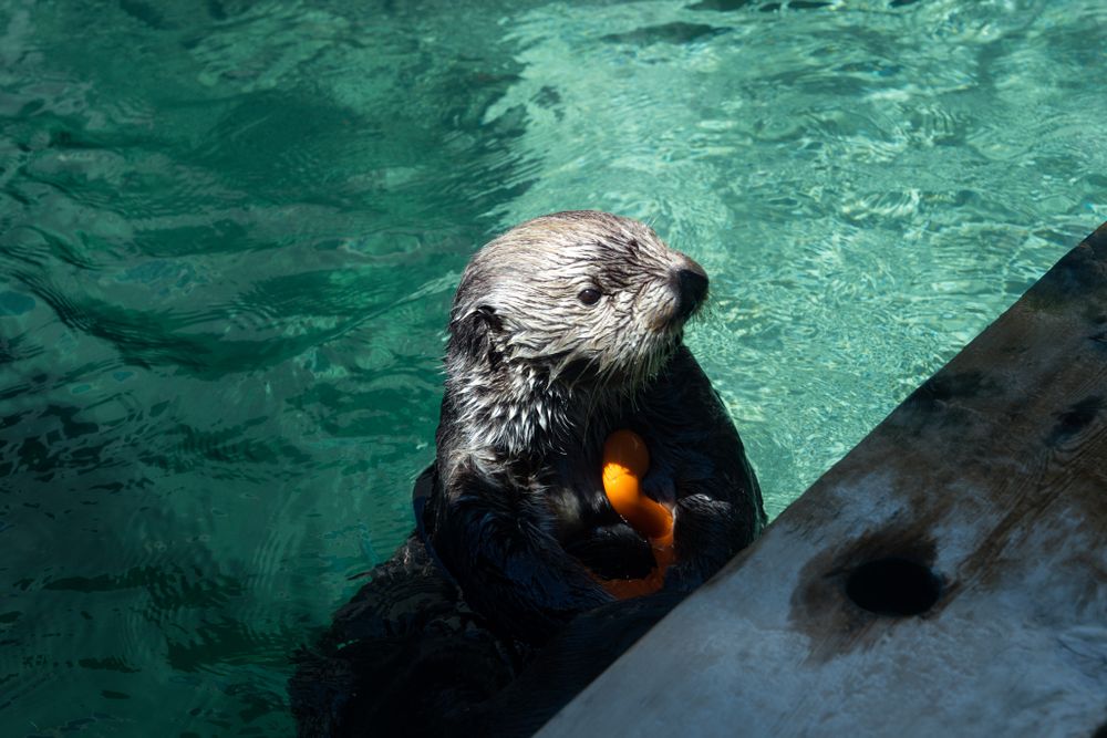 A grey furred, wet, sea otter holds a plastic orange toy while at the edge of its enclosure. The water behind him is a warm teal blue. 