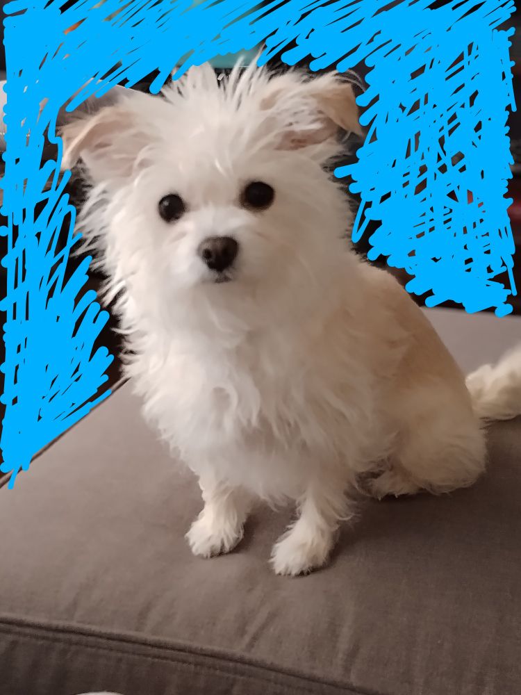 A fluffy white dog looking at the camera while sitting on a grey cushion (the background has been blurred out with a blue color)