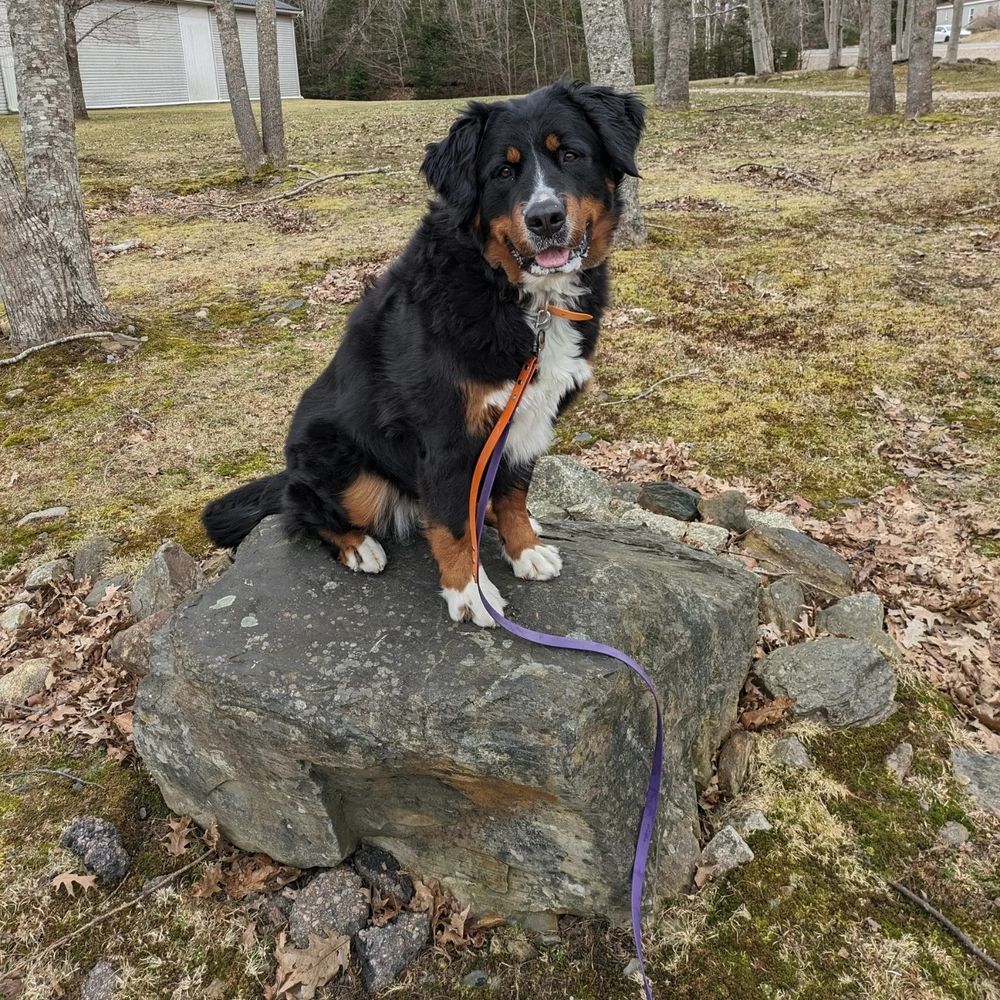 Bernese mountain dog looking over her side while sitting atop a large rock