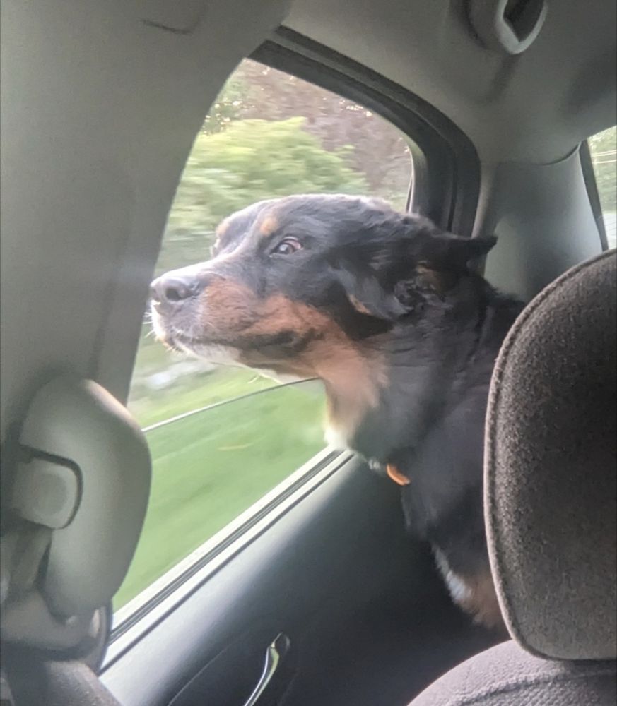 A Bernese mountain dog with her face out the car window, her ears, lips, and eyelids are flapping in the wind