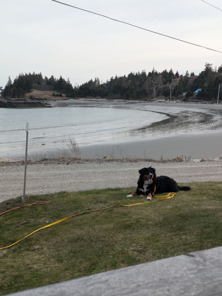 Photo overlooking a beach landscape, in the mid ground is a Bernese mountain dog laying down with her tongue out