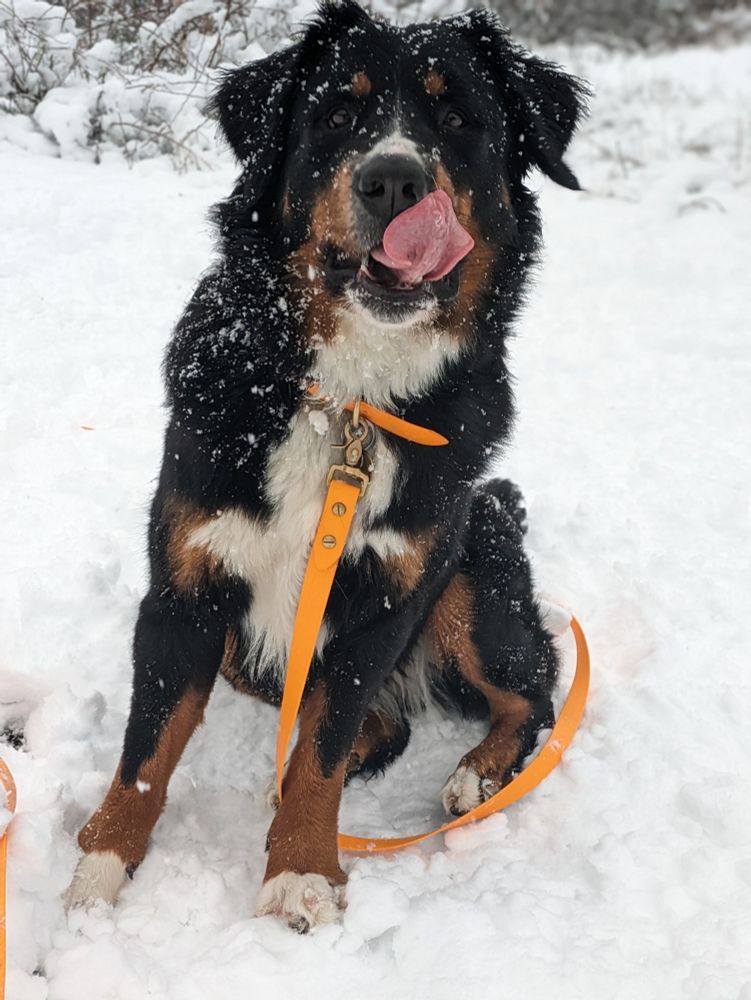 Bernese mountain dog sitting in the snow