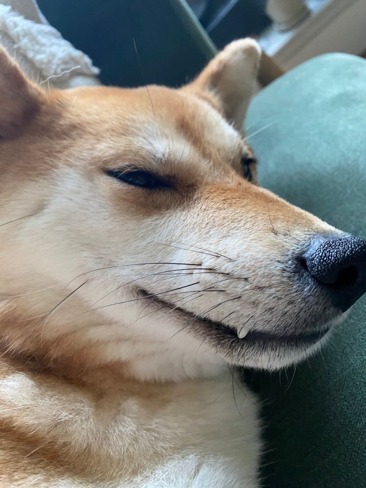 Close up of shiba Maki’s face. She has squinty eyes and her canine tooth is showing, as if she is grinning. 