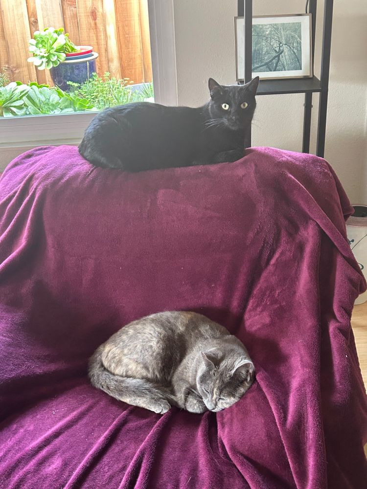 A small gray cat is curled up in an armchair, looking away from a large black cat that is looming gargoyle-like from the top of the back of the same armchair. I have taken this picture as proof that we can indeed have peace in our time.