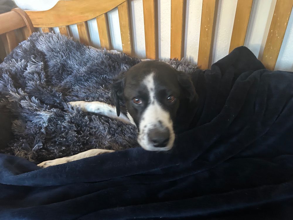 A dog, half spaniel, half border collie, is looking at you! His body is hidden beneath a dark blue blanket, but his face is peeking out. He has a black nose, a white snout and black fur around his beautiful brown eyes. 

He is a very good boy. 