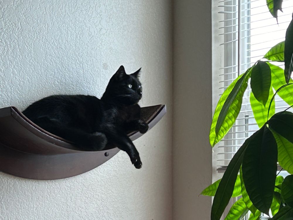 My cat sitting on the shelf