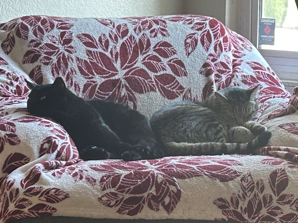 Two cats sit butt to butt on a chair.