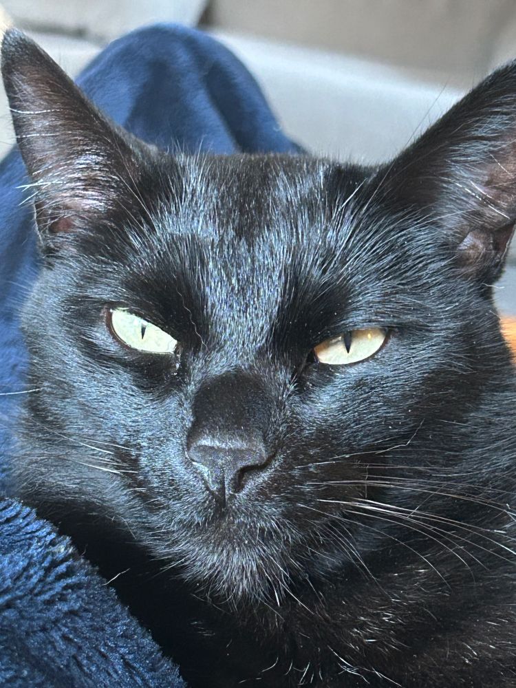 The face of a black cat. Black hair, black nose, black lips, black whiskers. Green eyes. He looks patiently into the camera, this is not the first time he has had his picture taken. Neither will it be the last. 