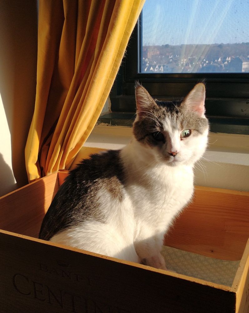 A tuxedo tabby cat sits in a wooden wine crate in front of a window. Yellow velour curtains and strong sunlight from the right give him a warm glow and create strong shadows. Outside the window are distant houses and trees, and a clear blue sky