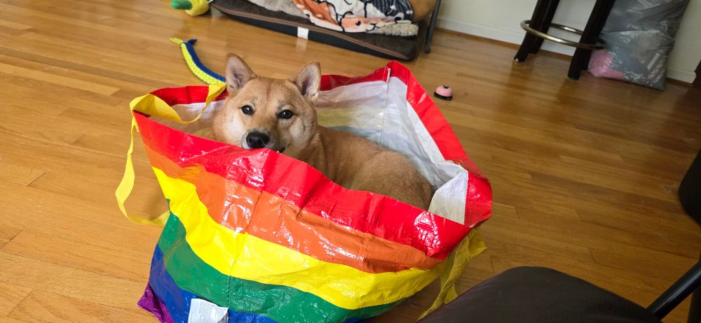 A Shiba Inu inside of a rainbow idea bag